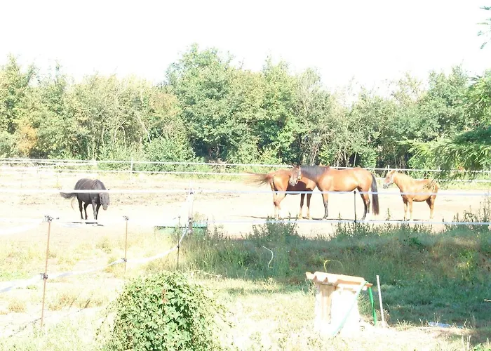Le Marais Picotin Saint-Pierre-le-Vieux (Vendee)