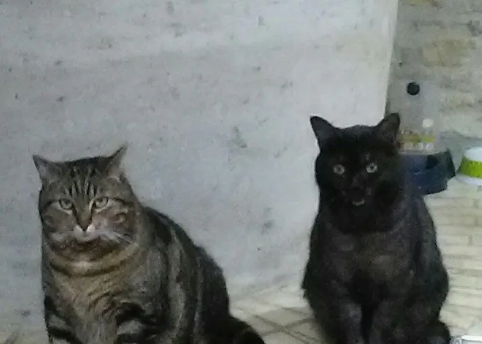 Le Marais Picotin לינה וארוחת בוקר 3*