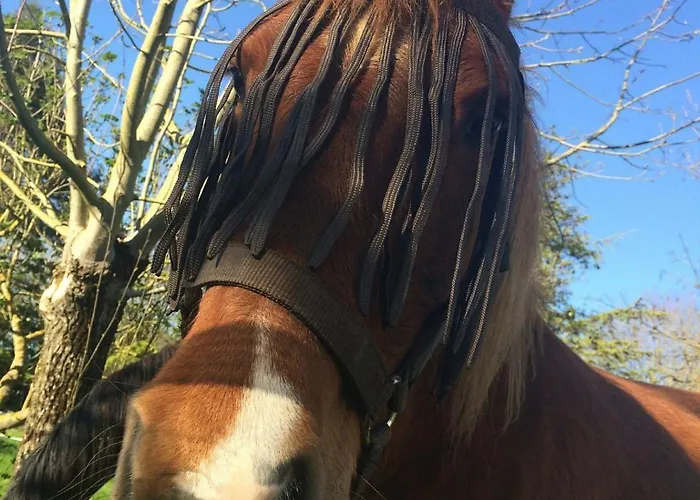 Le Marais Picotin Saint-Pierre-le-Vieux (Vendee)